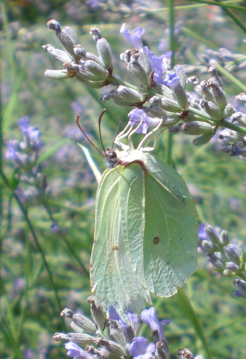 Farfalle da identificare